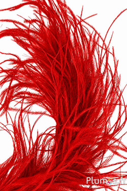 Struisvogel lont - 10 cm - rood